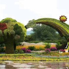福建五色草造型