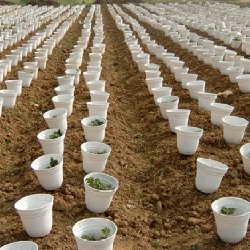 盆栽菊花种苗