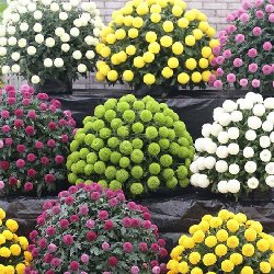 多品种菊花种苗