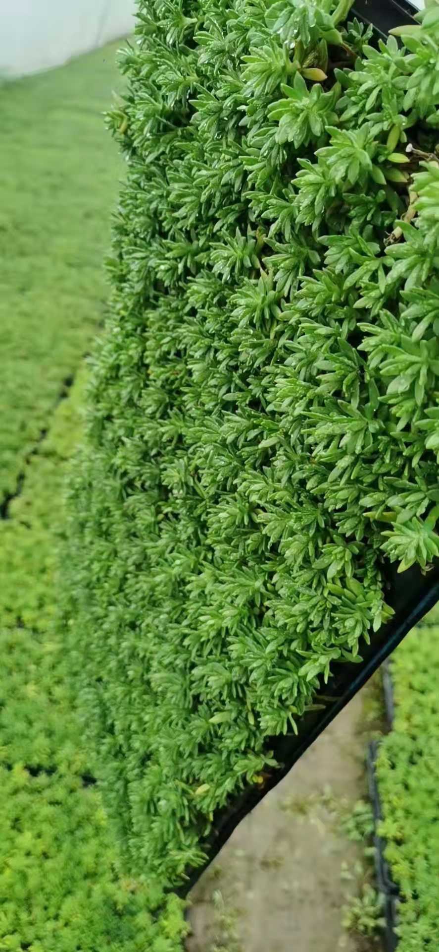 绿佛甲草