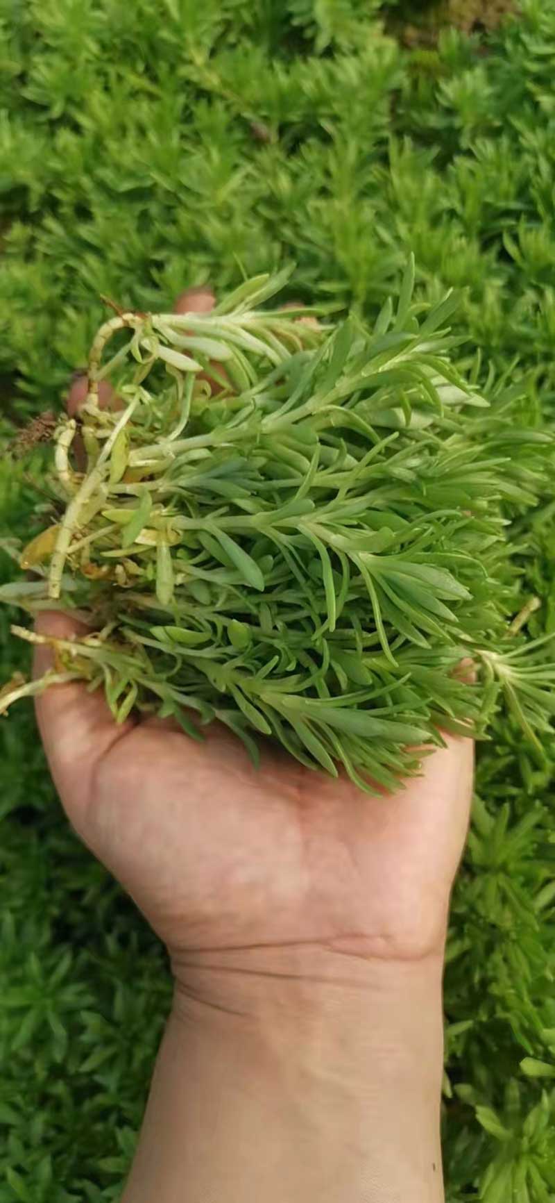 绿佛甲草