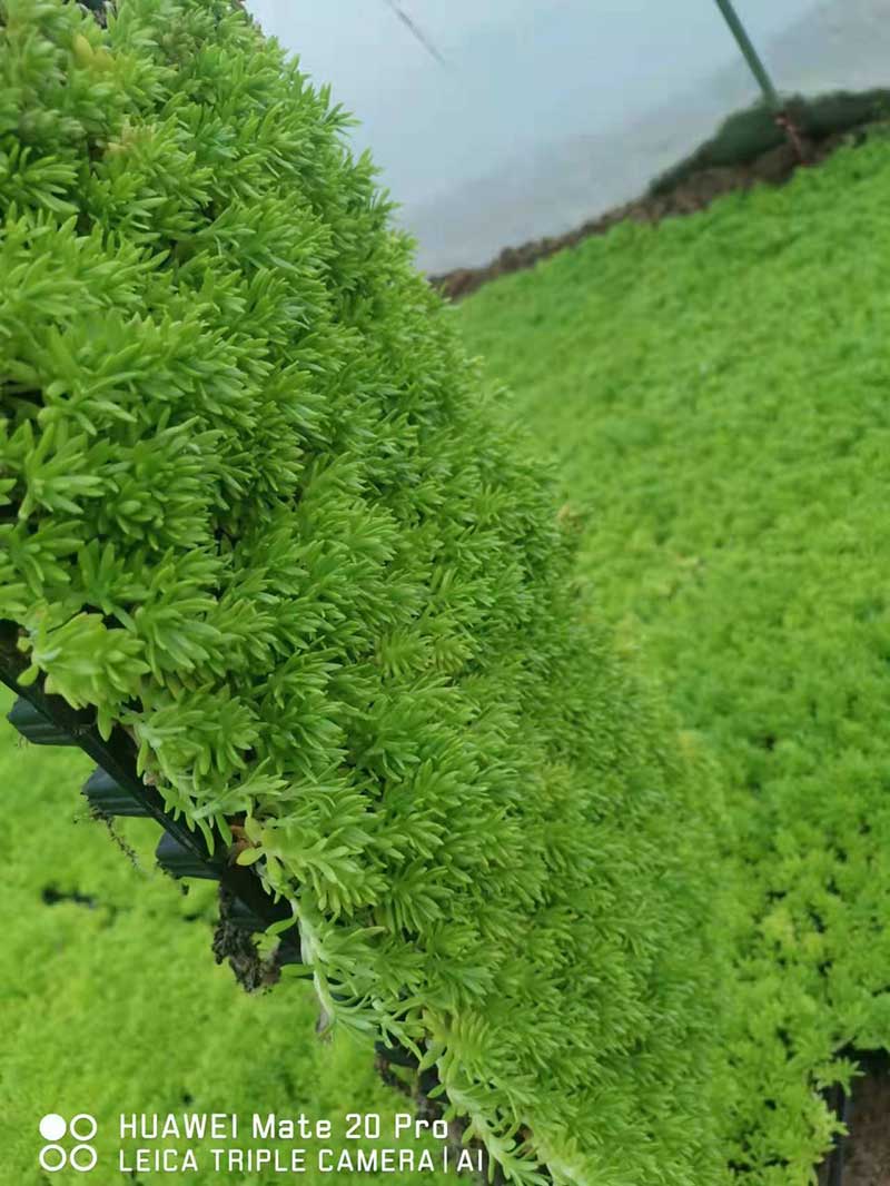 绿佛甲草