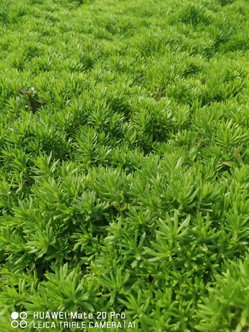绿佛甲草
