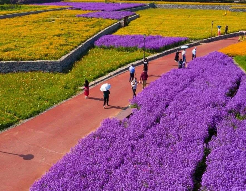 大地花海