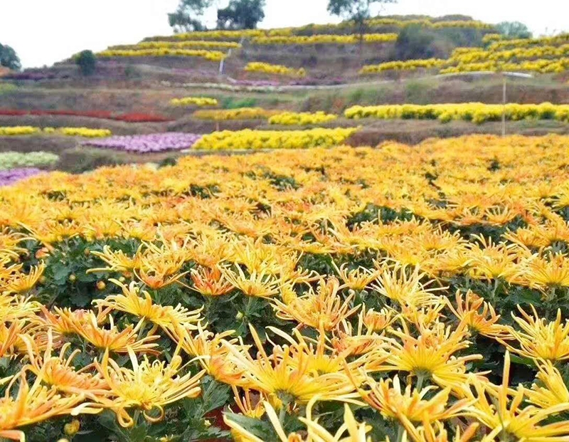 花境打造