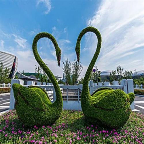 五色草