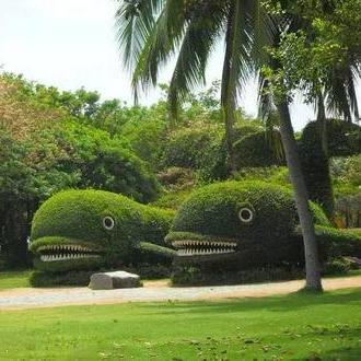 五色草