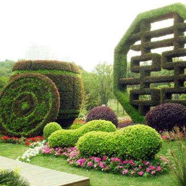 五色草