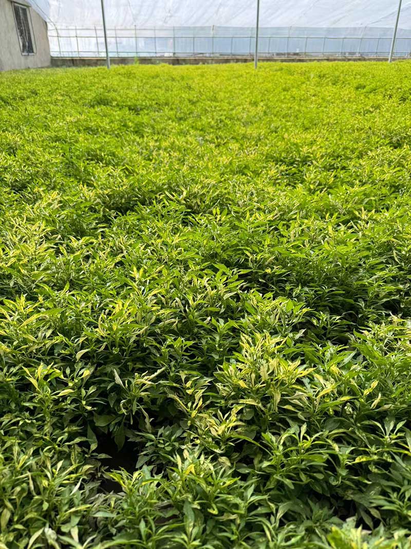 五色草