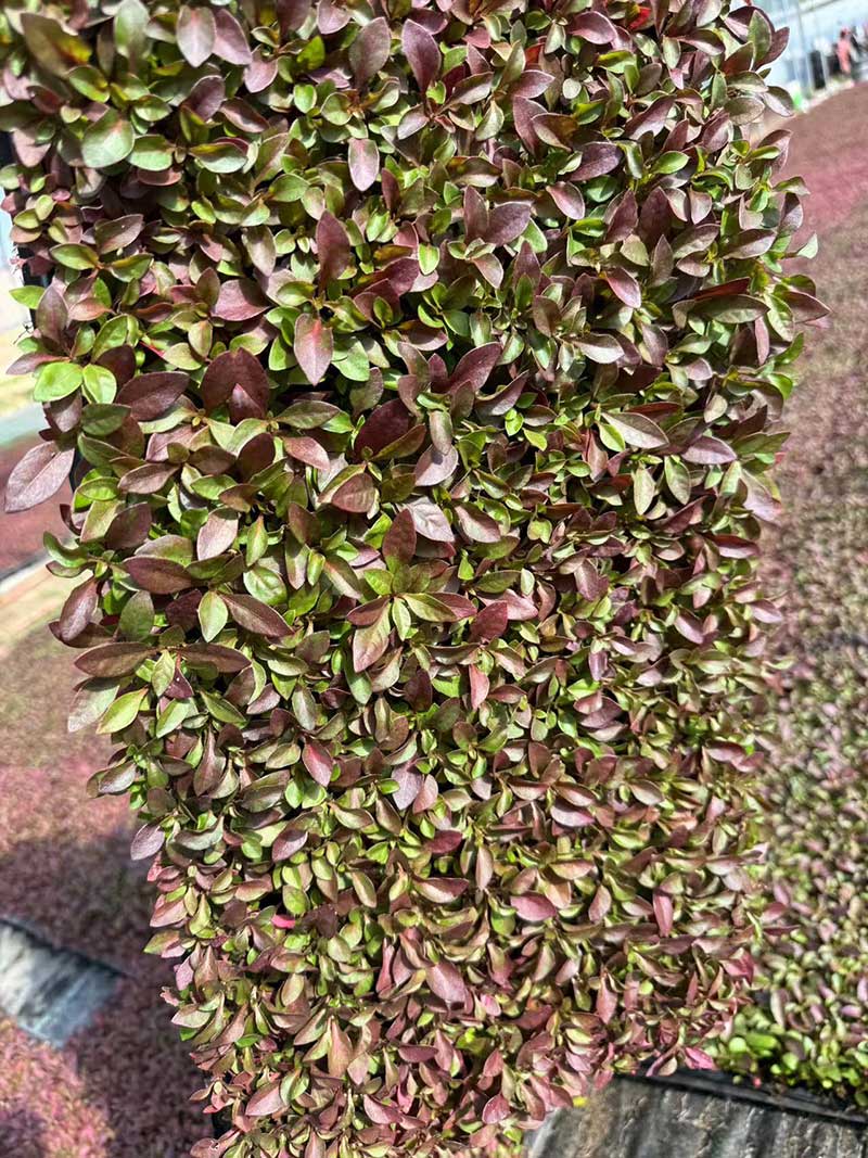 五色草种苗