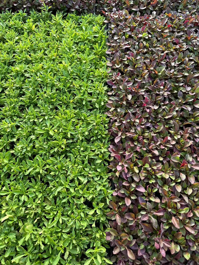 五色草种苗