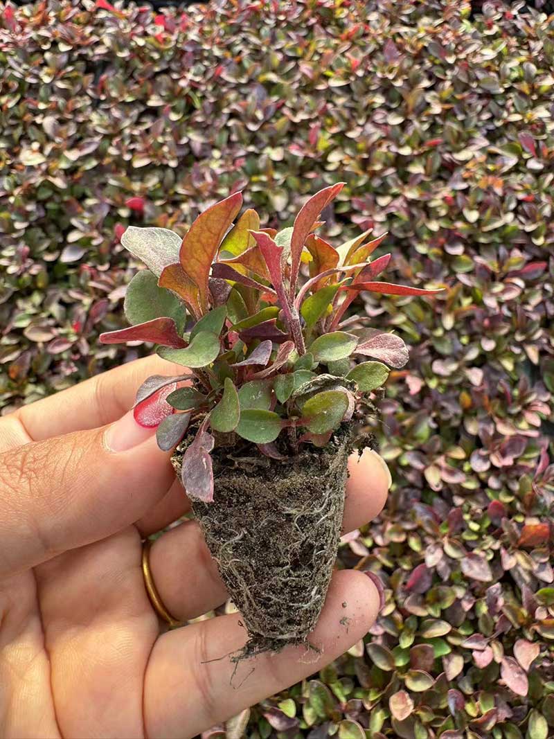 五色草种苗