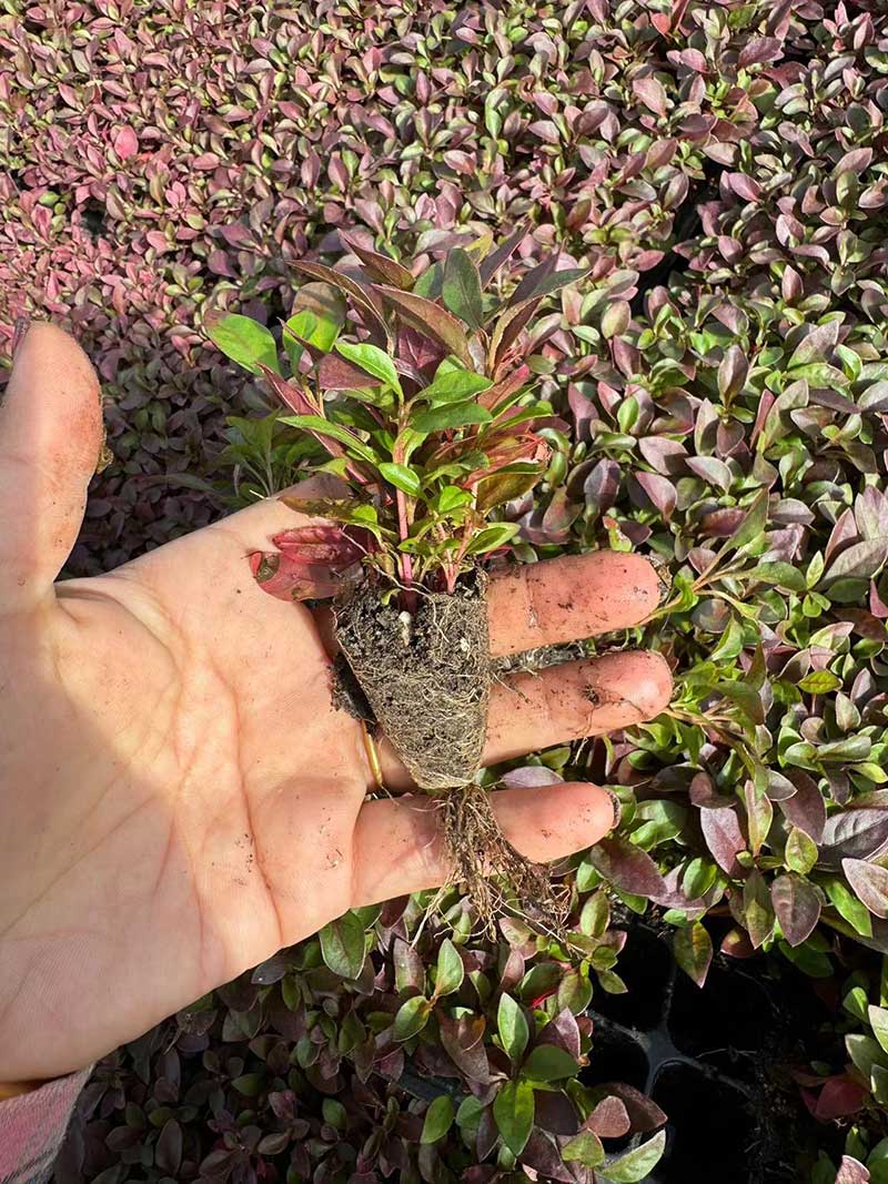 五色草种苗